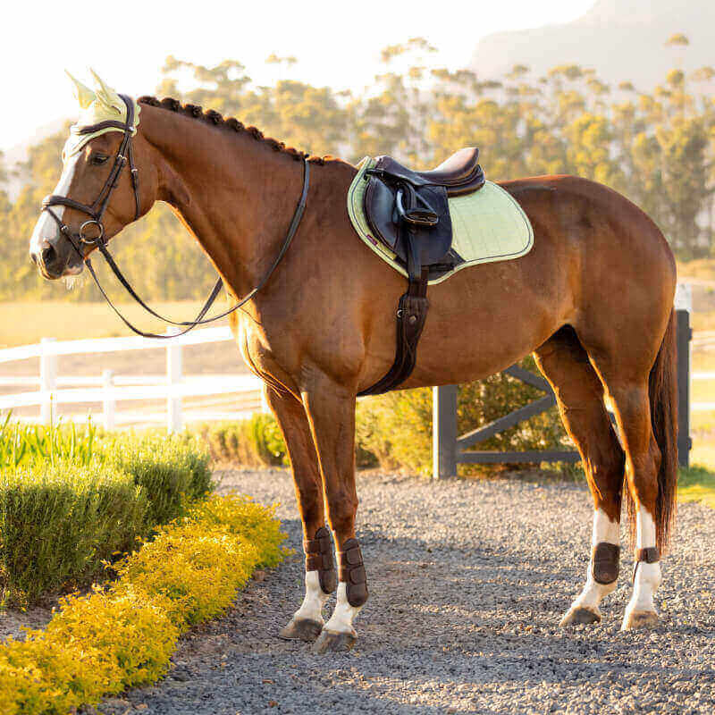 Brown horse on gravel by white fence wears LeMieux Suede Close Contact Square Macaron saddle pad.