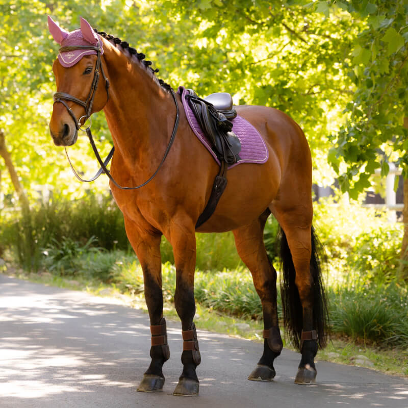 Brown horse with LeMieux Suede Close Contact Square Mallow, purple bridle, ear bonnet on green path.