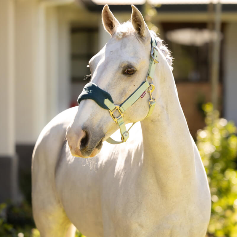 White horse in sunlight wears LeMieux Vogue Headcollar & Leadrope Macaron amid lush greenery.