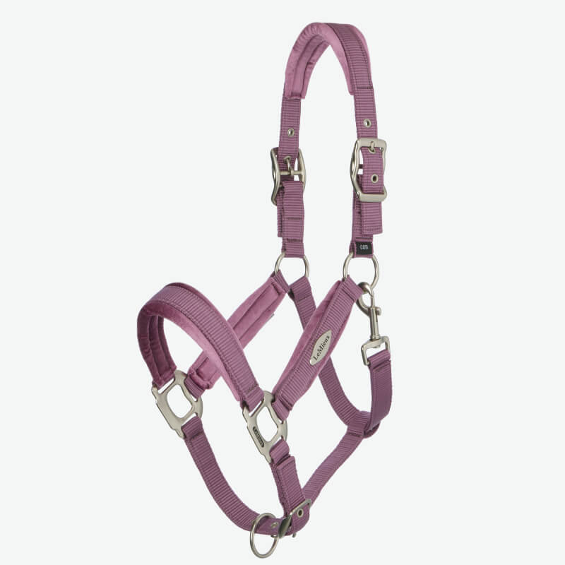 Horse in sunlight wears LeMieux Versailles Headcollar Mallow by LeMieux, mane braided neatly.