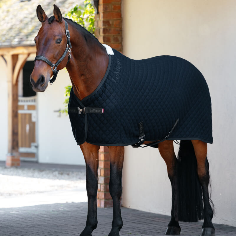 Brown horse in a LeMieux Arika Clima-Tek Rug Navy stands on pavement near a building.