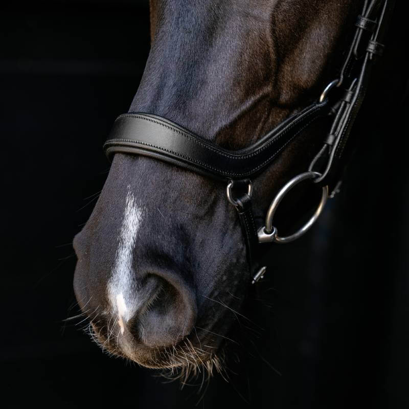 Close-up of a horse's nose with a LeMieux Arika Anatomic Drop Bridle Black/Silver, dark background.