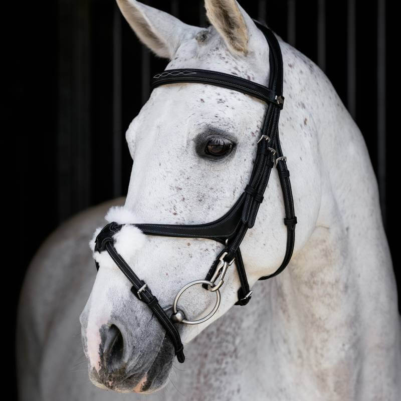 White horse in LeMieux Kudos Grackle Work Bridle Black, facing left on a dark background.