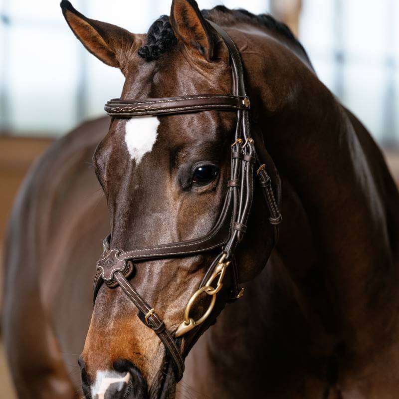 A dark brown horse in a LeMieux Kudos Grackle Work Bridle Brown stands indoors.