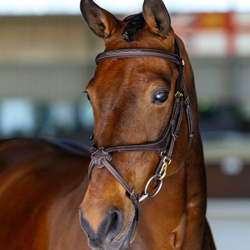 A brown horse in a LeMieux Kudos Grackle Work Bridle Brown stands indoors, glancing aside.