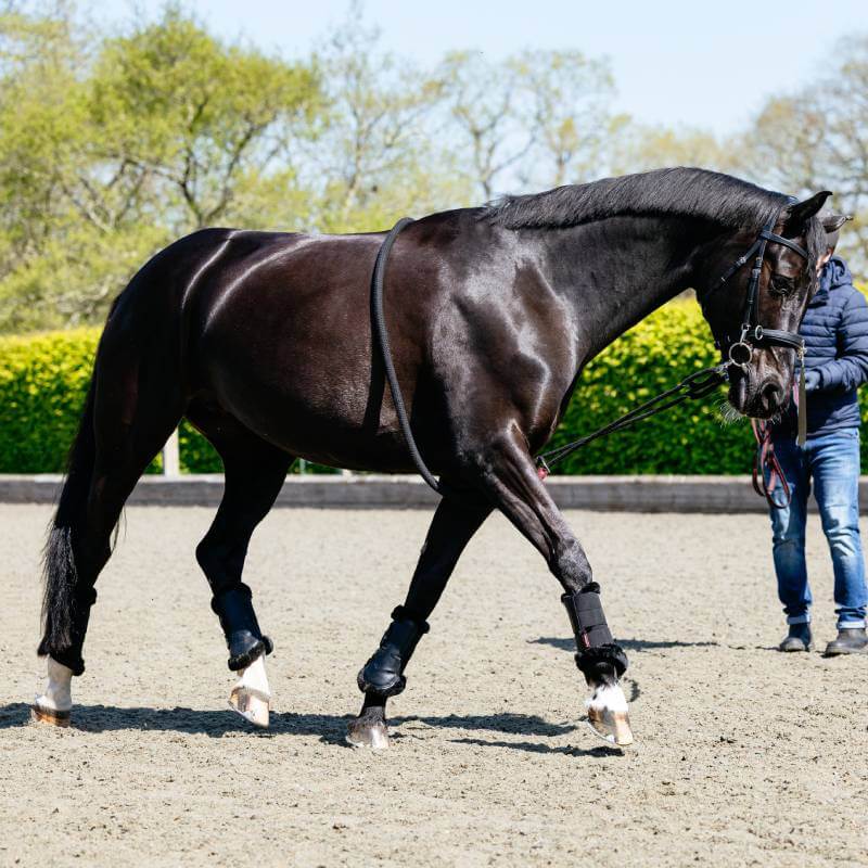 A horse uses the LeMieux Rope Lunging Aid Black on sand near a person in outdoor riding gear.
