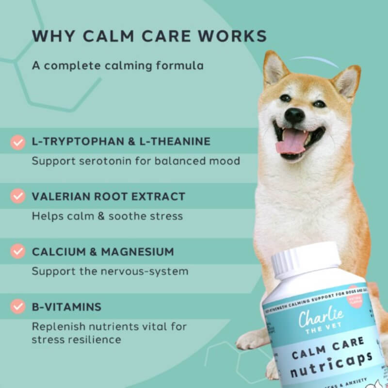 A happy dog with Charlie The Vet Calm Care Nutricaps to reduce stress and anxiety in pets.