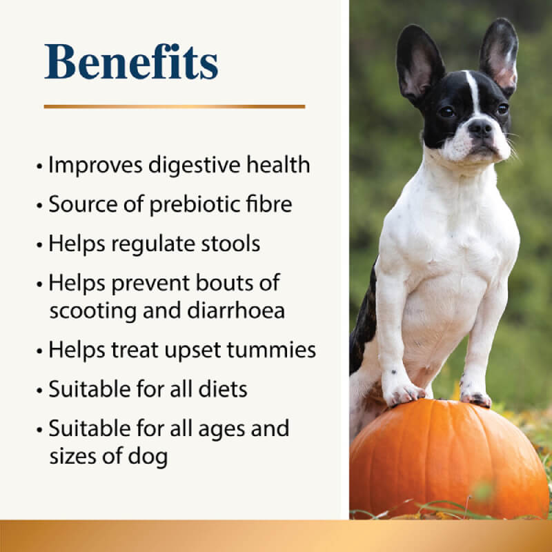 A French Bulldog stands by Karnlea Pumpkin Powder for Dogs 200g and its natural supplement benefits.