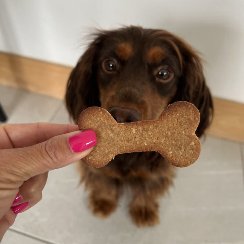 A dog eyes Dog & Bond Dog Treat Mix with Cutter Cheese & Super Seaweed held by pink-nailed hands.