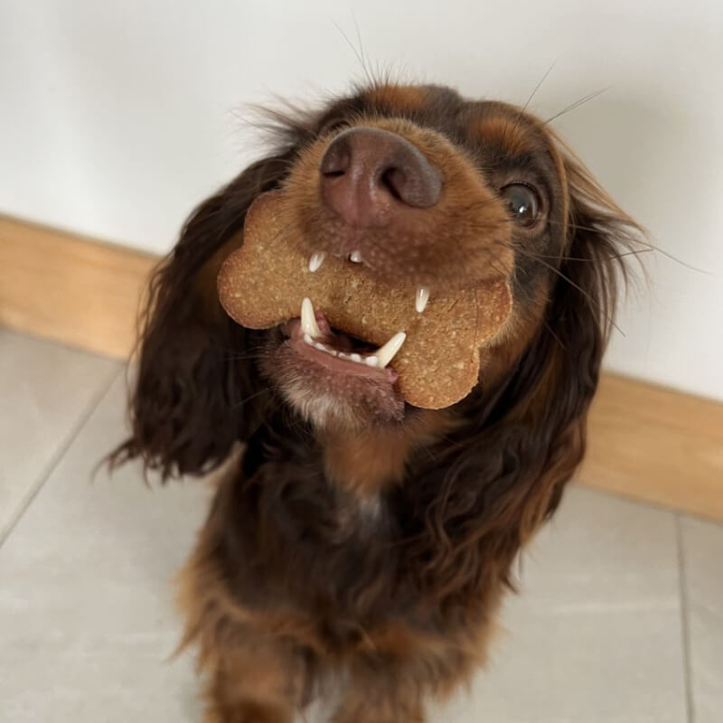 A dog with a Dog & Bond Dog Treat Mix cheese & seaweed biscuit looks up at the camera.