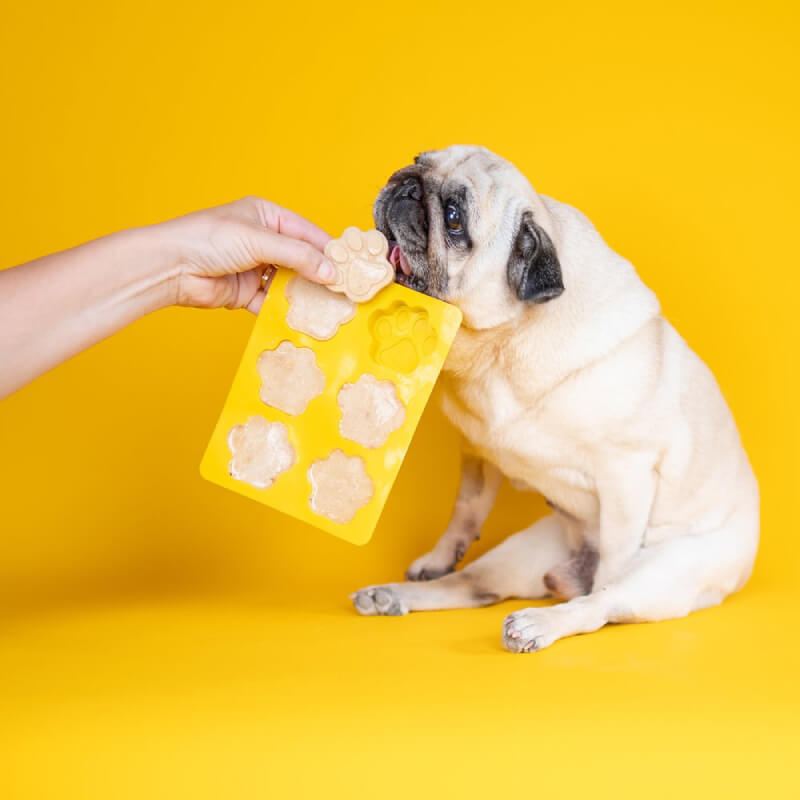 A pug enjoys Dog & Bond Ice Cream Mix Kit against a bright yellow background.