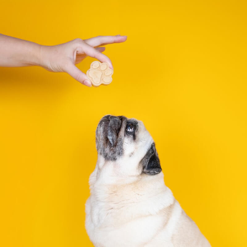 A pug eyes Dog & Bond Doggy Ice Cream Mix held by hand against a yellow background.