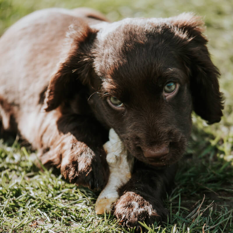 Brown puppy on grass chews Anco Naturals Puffed Chicken Feet 80g, looking up with soulful eyes.
