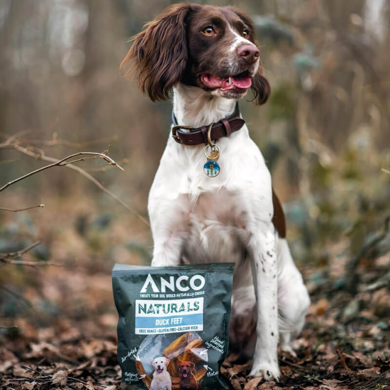 Brown and white dog sits outside beside Anco Naturals Duck Feet 100g treats for joint health.