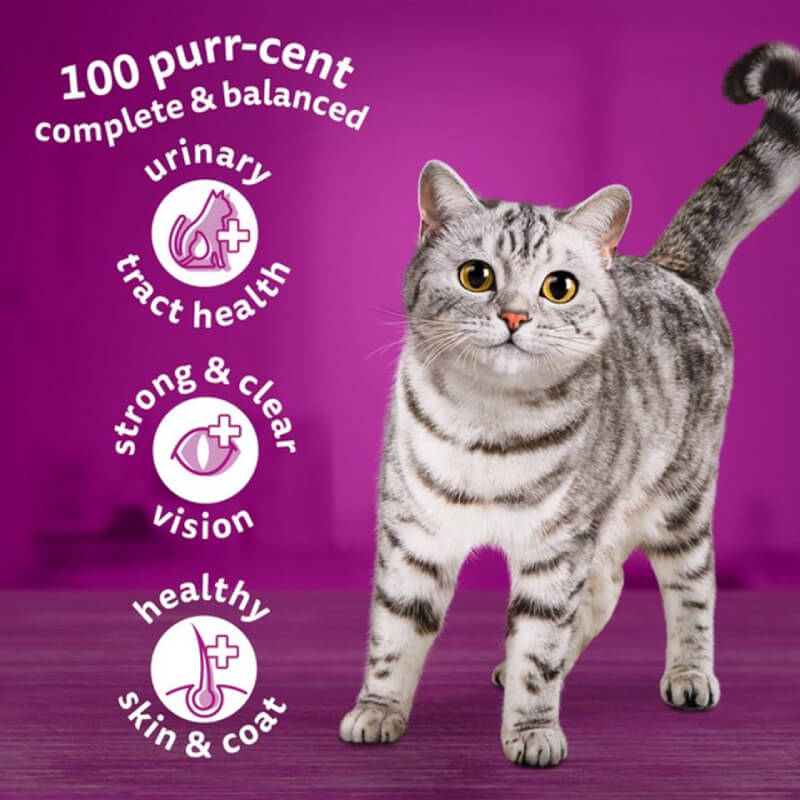 Gray tabby on purple: Whiskas 1+ Cat Complete Dry with Chicken 1.9kg for urinary, vision & skin health.