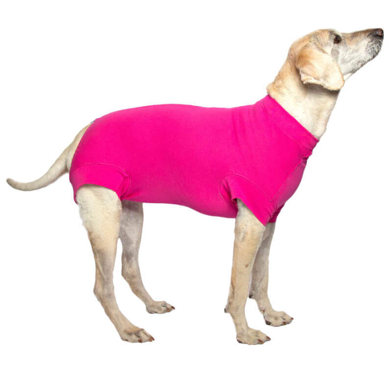 A dog in a VetMed VetMedWear Recovery Suit for Female Dogs & All Cats Pink looks up, protected.