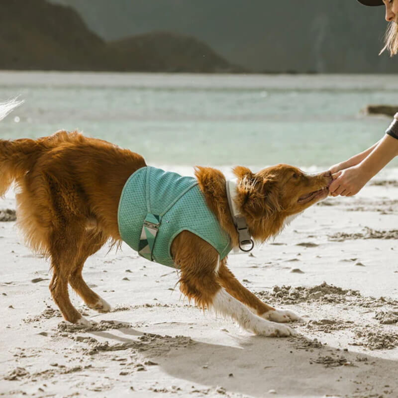 A dog wearing the Hurtta Cooling Wrap Aquamarine by Hurtta reaches for a hand on the beach.