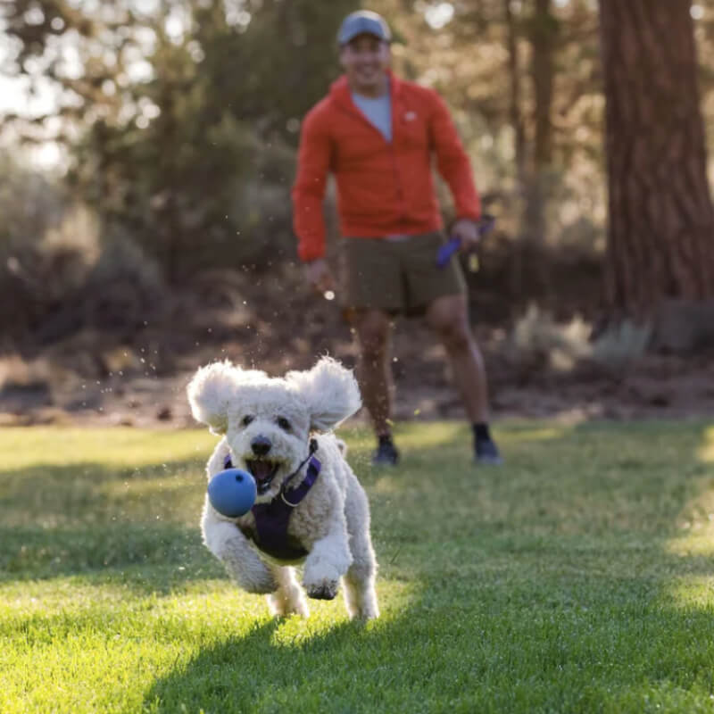 Small dog running with a Ruffwear Huckama Toy Sage Green by Ruffwear on a grassy field.