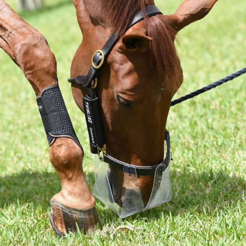 Brown horse wearing ThinLine Flexible Filly Grazing Muzzle grazes on green grass during turnout.