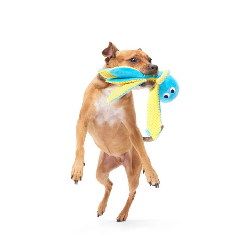 Brown dog jumps with BARK Odd Otto Dog Toy by BARK in its mouth against a white background.