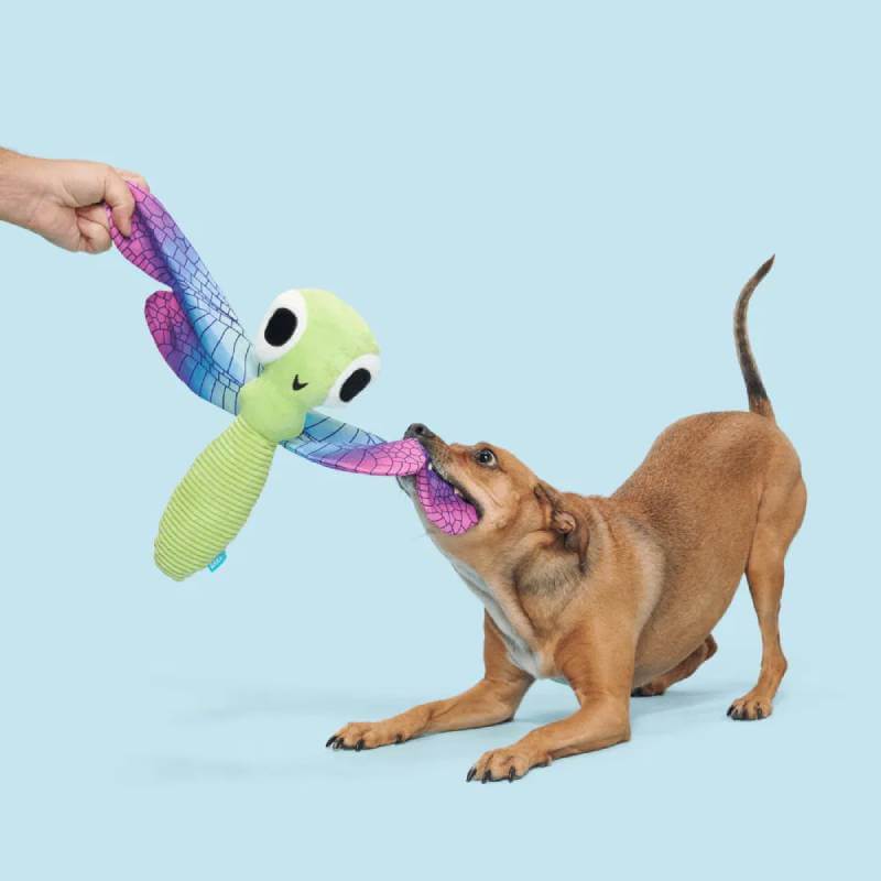 Small brown dog tugging on a BARK Dragonfly Guy Dog Toy, blue background.