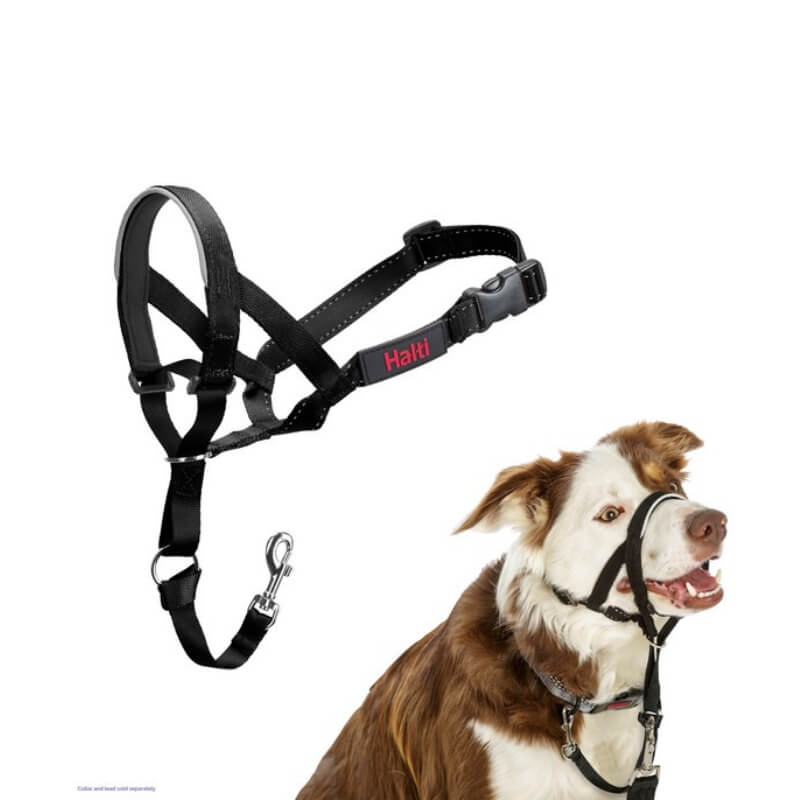 Brown-and-white dog wears a Halti Headcollar by Halti; shown on a white background.