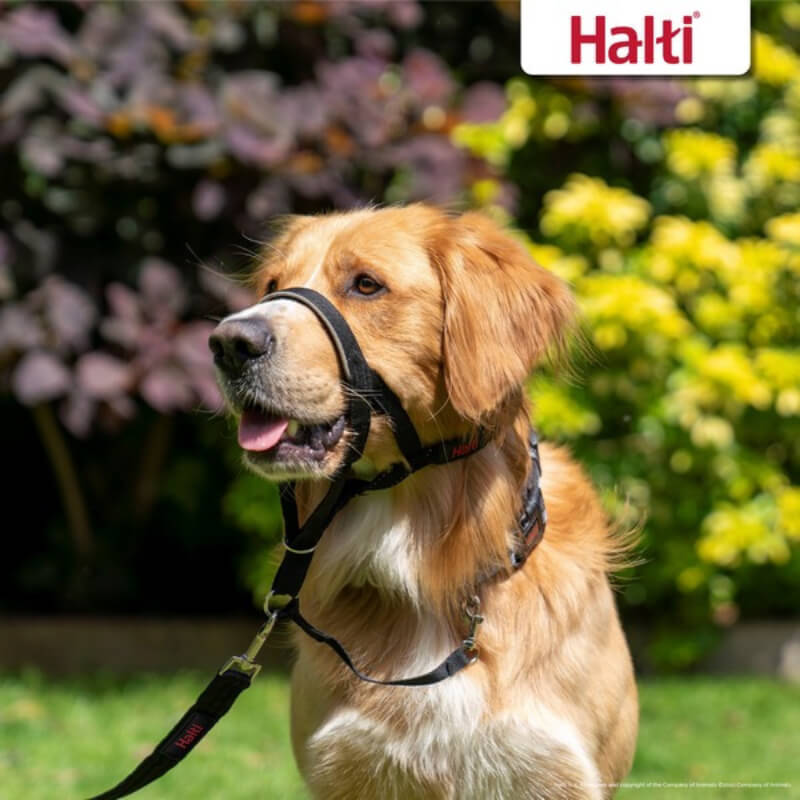 Golden retriever in a Halti Headcollar by Halti, outdoors among greenery.