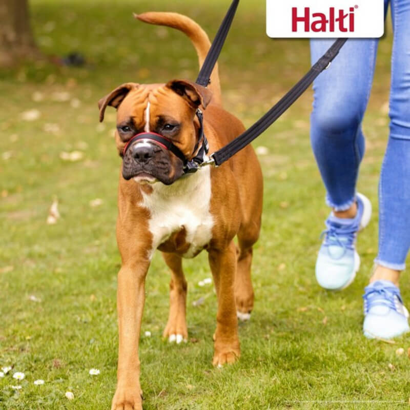 A dog wears a Halti Optifit Headcollar by Halti, as shown above in black and red.