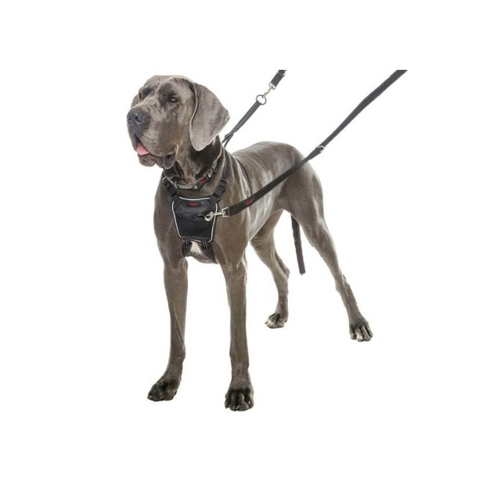 A large gray dog wears a Company of Animals Halti No Pull Harness with two leashes, on white.