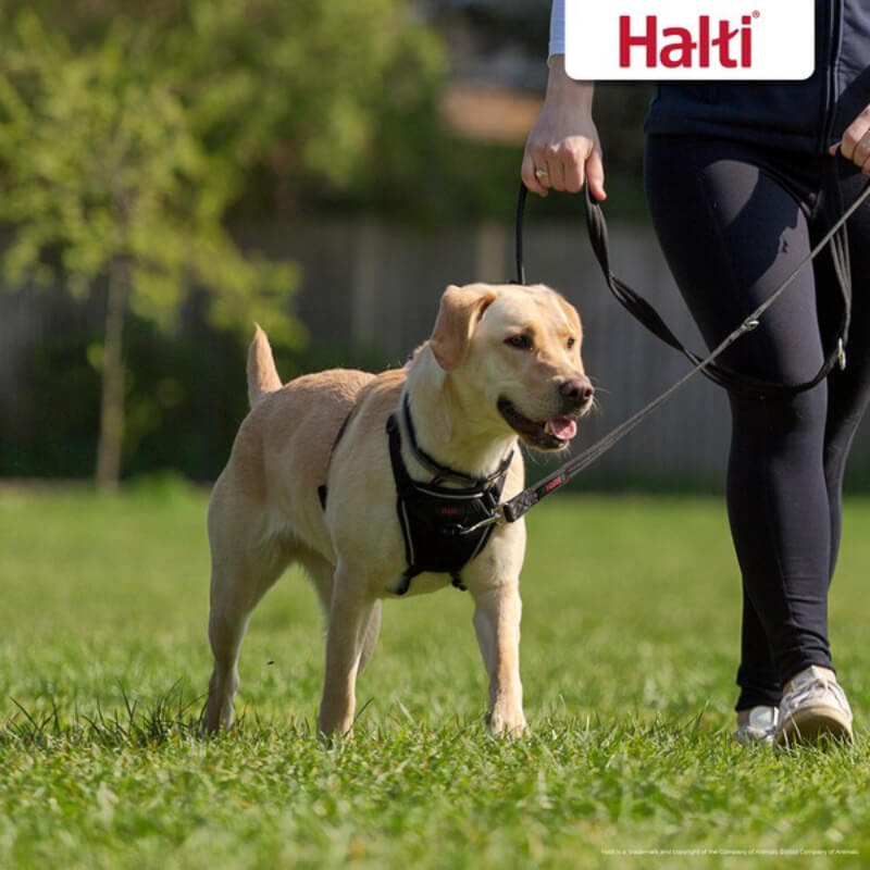 A person walks a yellow Lab in a Halti No Pull Harness by Company of Animals on grass.