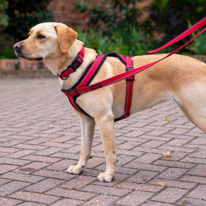 Halti Comfy Harness Red by Halti, reflective with buckle and metal rings on white background.