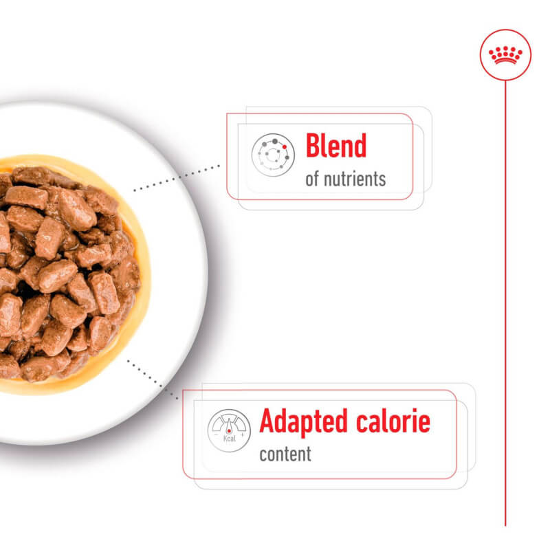 Royal Canin Mini Ageing 8+, 12x85g pouches, wet food for senior small dogs.