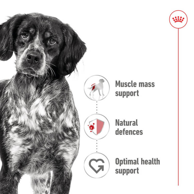 Royal Canin Medium Adult 10x140g is ideal wet food for medium-sized dogs.