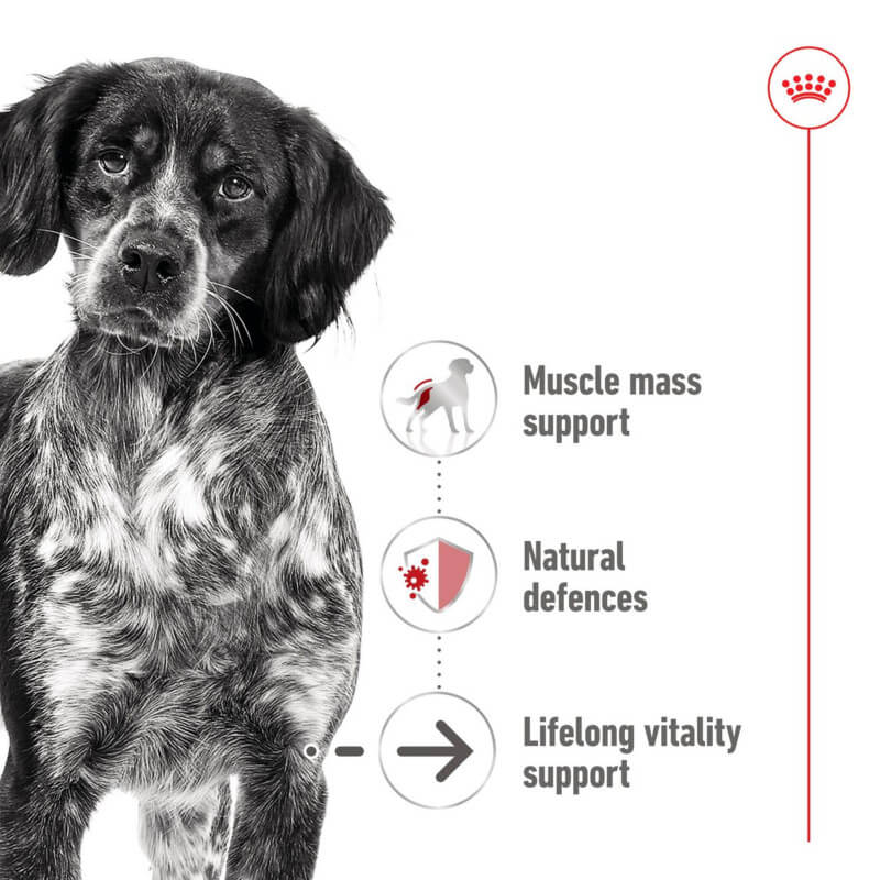 Royal Canin Medium Ageing 10+ 10x140g—ideal food for senior dogs’ muscle, immunity, vitality.