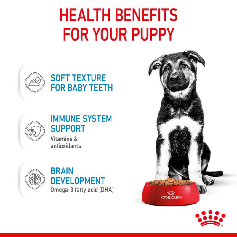 A puppy sits by Royal Canin Maxi Puppy 10x140g, supporting healthy puppy brain development.