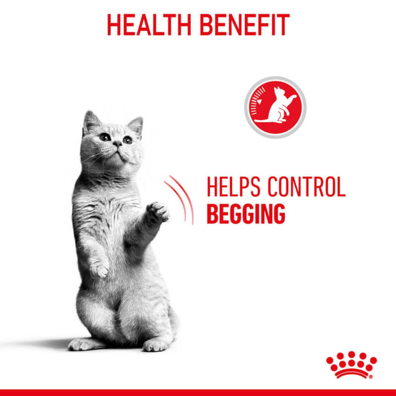 Gray cat standing, text: Controls begging with Royal Canin Appetite Control Care cat food.