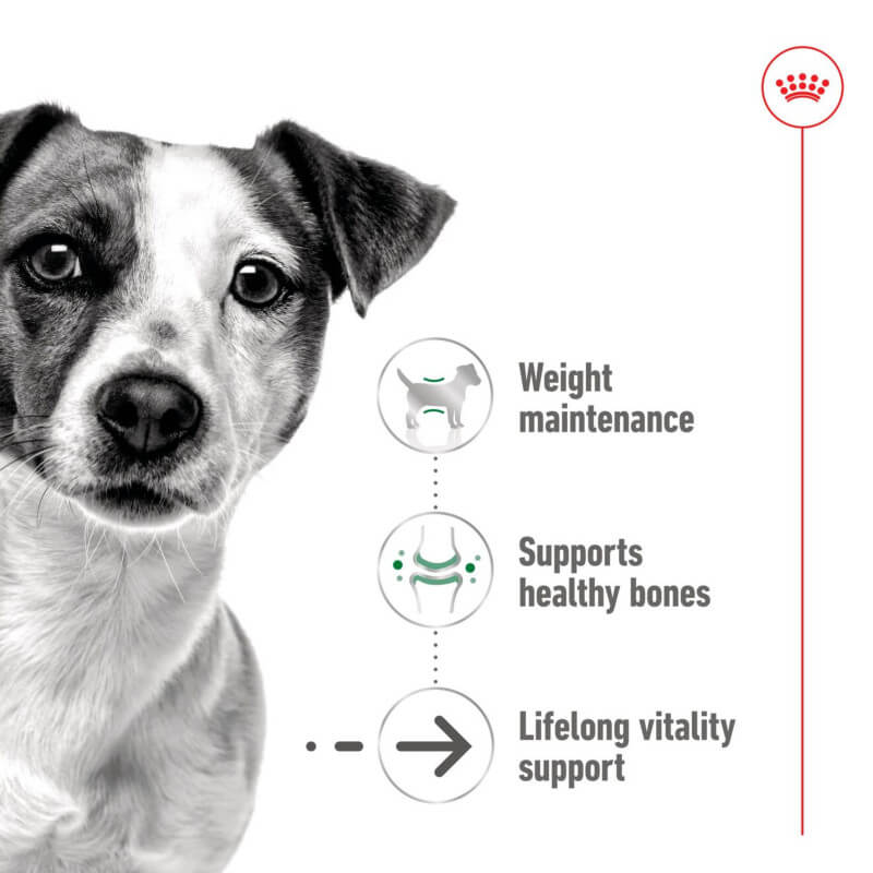 Royal Canin Mini Ageing 8+ Tin 195g wet food for senior small breed dogs aged 8 years and up.