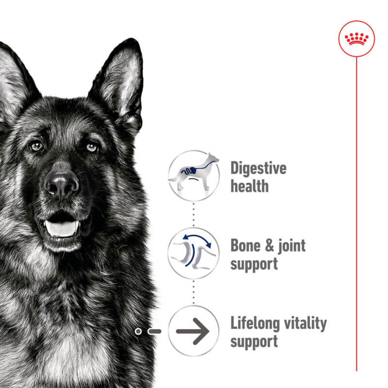 Royal Canin Maxi Ageing 5+ Tin 410g wet food for senior large breed dogs aged 5 years and older.