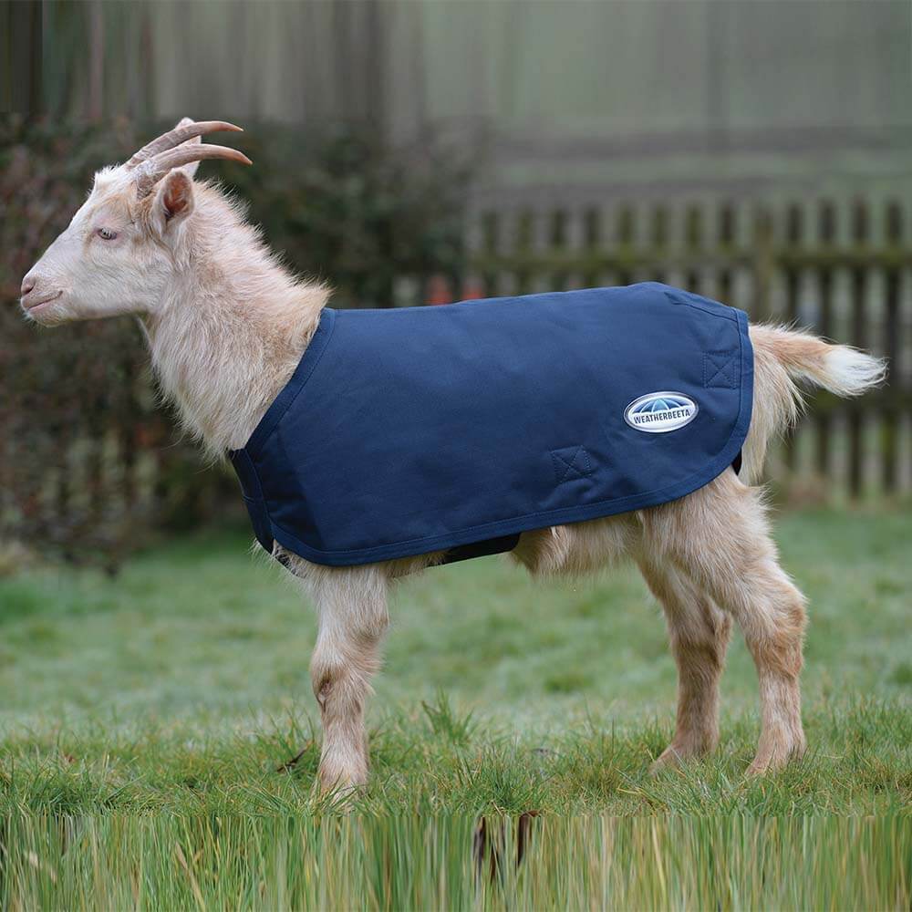 A goat in the Weatherbeeta Deluxe Goat Coat Navy stands on grass by a wooden fence.
