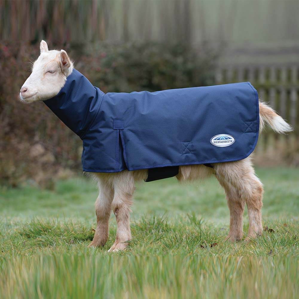 A goat in a Weatherbeeta Deluxe Goat Coat With Neck Navy stands on grass outdoors.