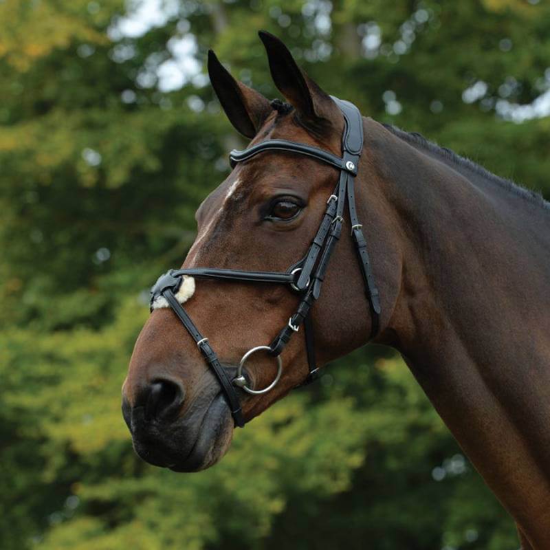 Close-up of a horse in a Collegiate Comfitec Grackle Bridle Black, with trees in the background.