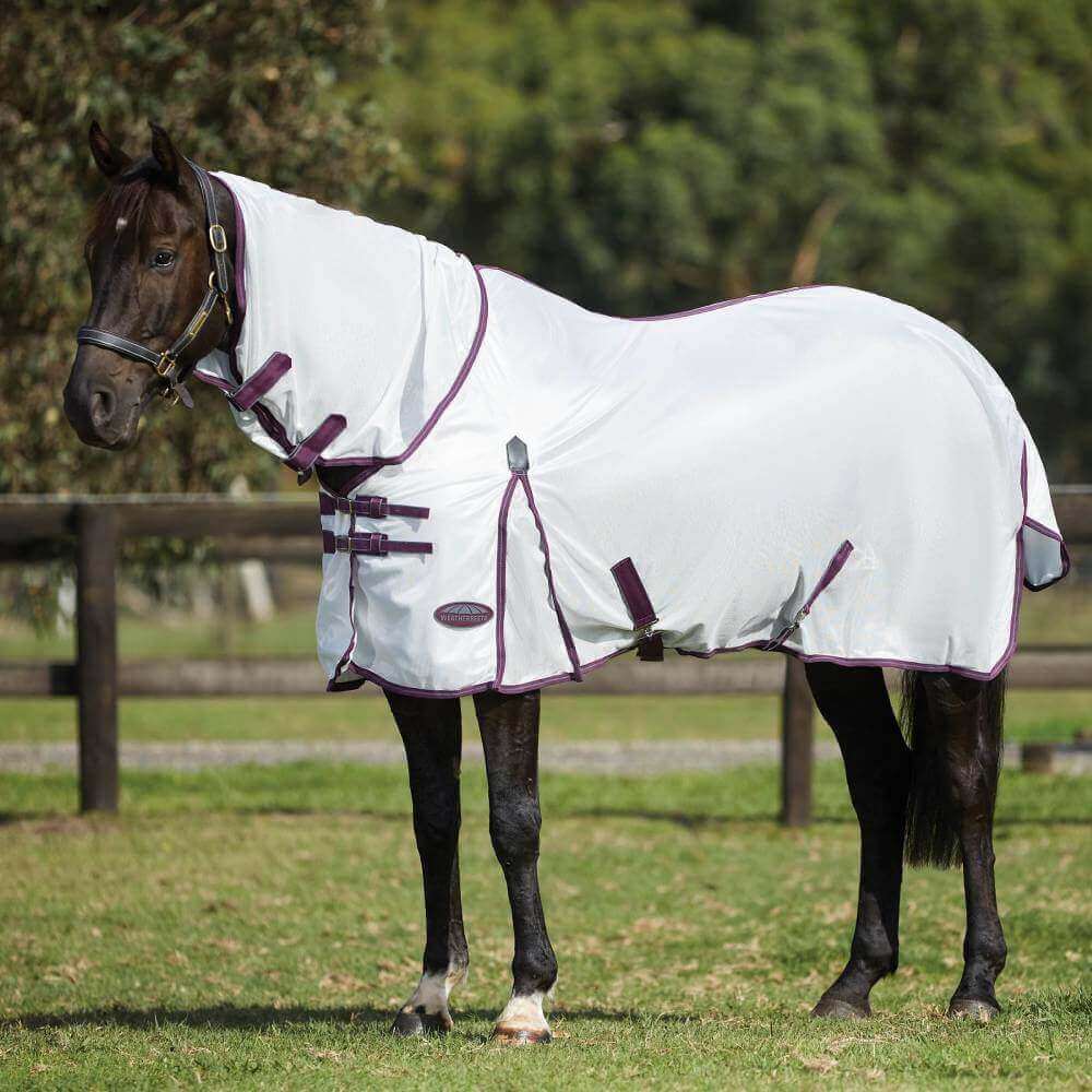 A dark horse in a Weatherbeeta Comfitec Essential Mesh II stands on grass by a wooden fence.