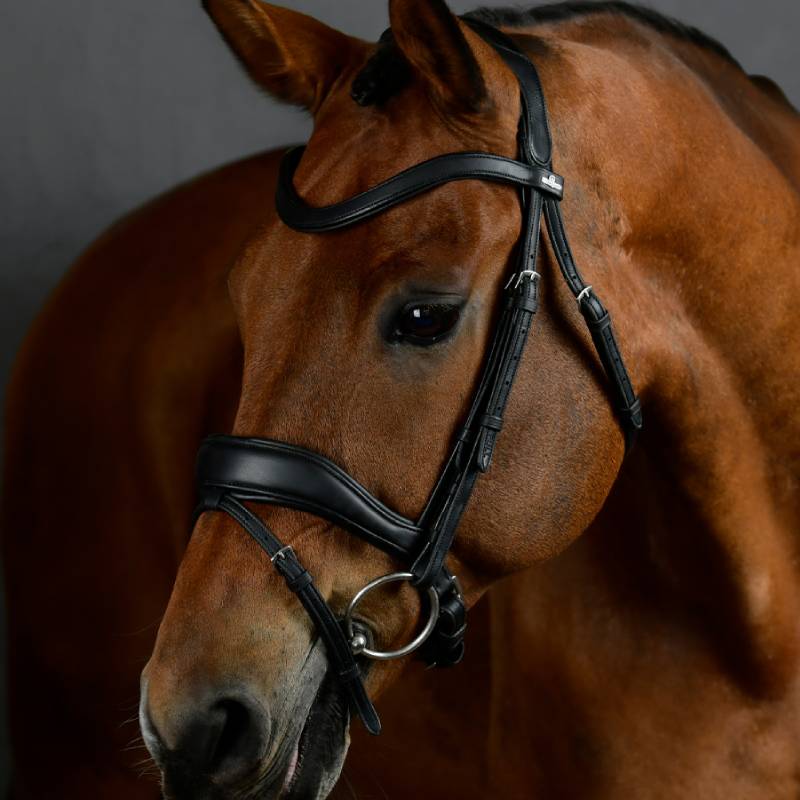 Brown horse in Collegiate Comfitec Opulux Padded Dressage Bridle Black, facing left.