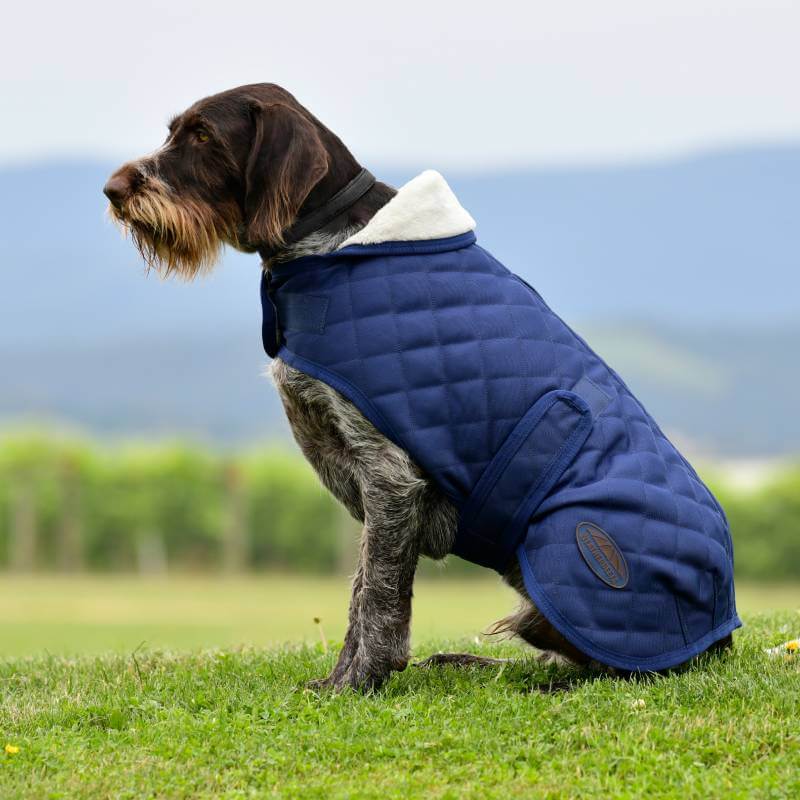A dog in a Weatherbeeta Comfitec Deluxe Diamond Quilt Dog Coat Navy sits on grass.