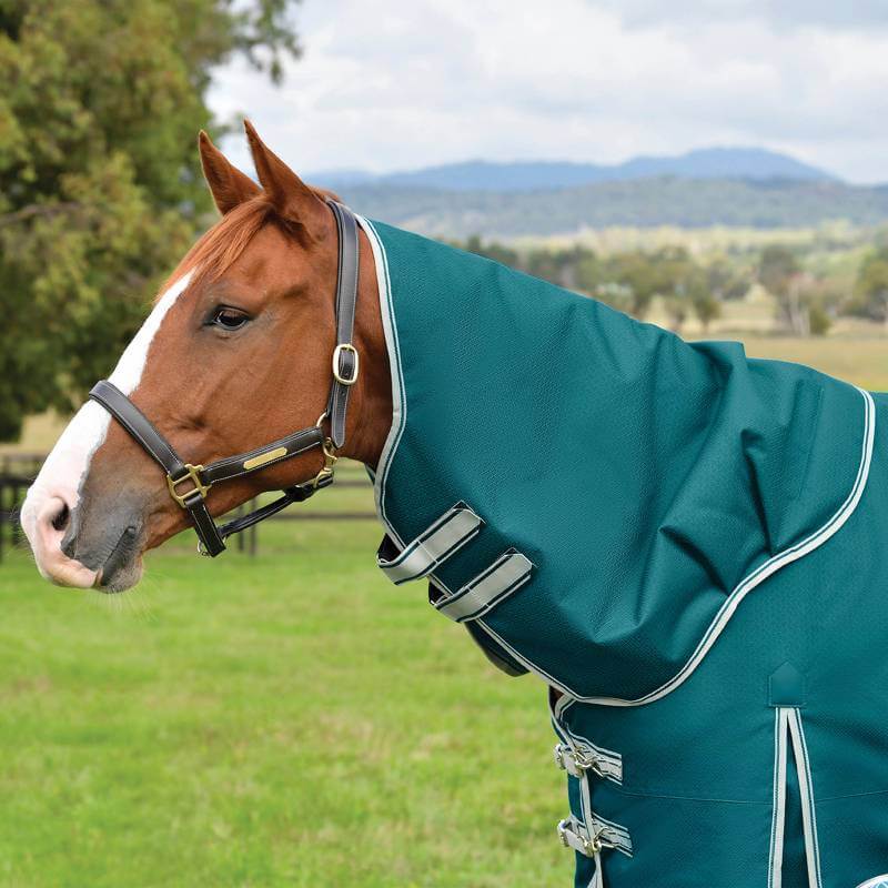 Chestnut horse in a Weatherbeeta Comfitec Plus Dynamic II Detach-A-Neck Lite on grass.