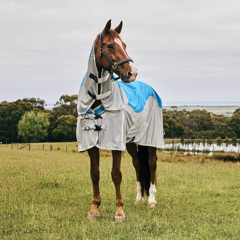A horse trotting in a field wearing a Weatherbeeta Comfitec Dual Shield Blue/Grey fly rug.