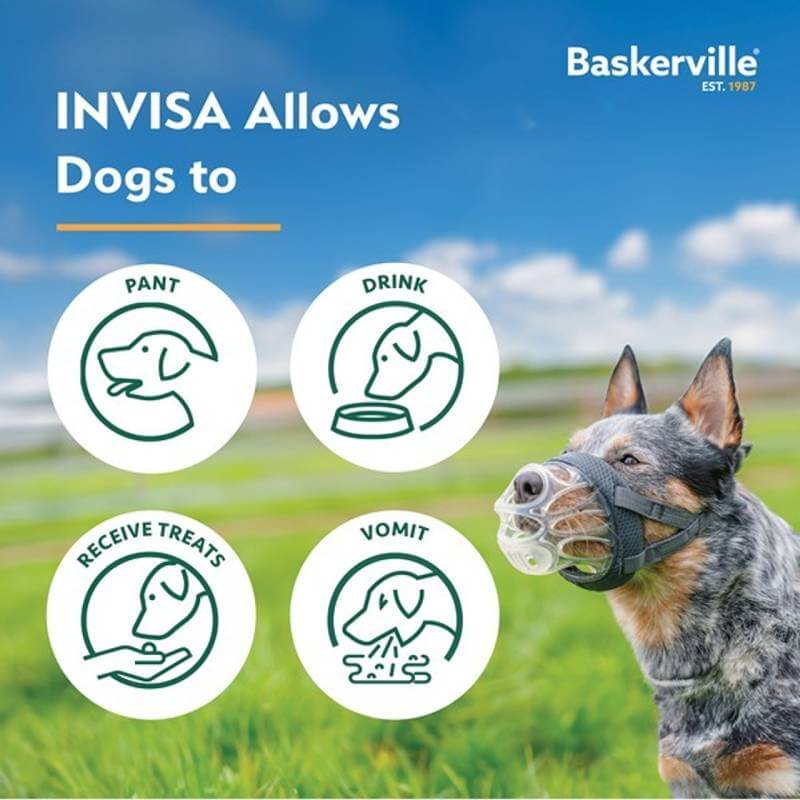 Dog wearing Baskerville Invisa Muzzle; can pant, drink, get treats, and vomit.