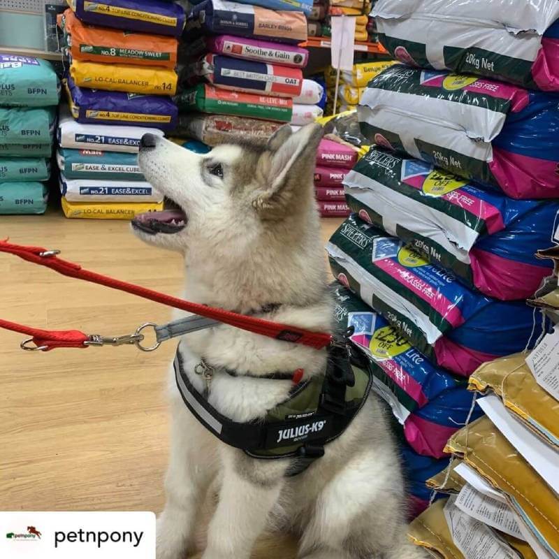Arnie the husky at PetnPony with his new Julius K9 Harness in camo