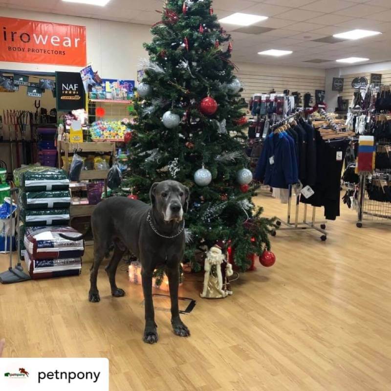 Spencer the great dane at PetnPony
