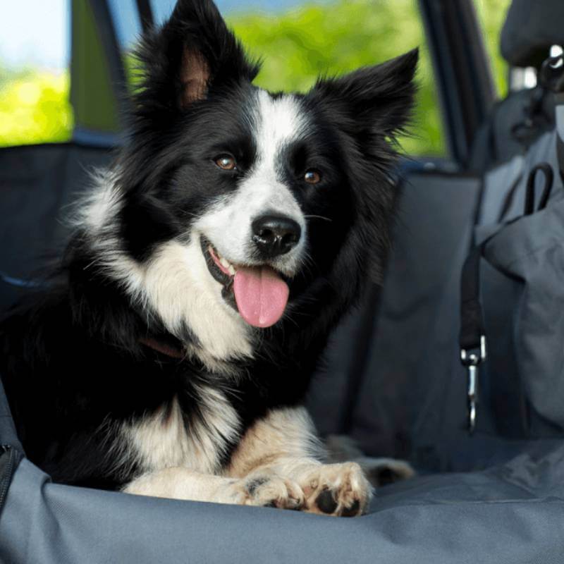 Happy Border Collie on the Henry Wag Pet Car Hammock, the perfect travel accessory by Henry Wag.